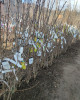 Hruška obyčajná (Pyrus communis) ´KONFERENCIA´ Hruška obyčajná (Pyrus communis) ´KONFERENCIA´