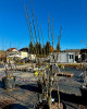 Hruška obyčajná (Pyrus Communis) ´GENERAL LECLERC´ Hruška obyčajná (Pyrus Communis) ´GENERAL LECLERC´