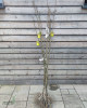 Hruška obyčajná (Pyrus communis) ´WILLIAMS´ Hruška obyčajná (Pyrus communis) ´WILLIAMS´