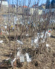 Jabloň domáca (Malus Domestica) ´BOSKOOPSKE´ Jabloň domáca (Malus Domestica) ´BOSKOOPSKE´