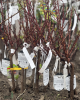Mini broskyňa nízkokmenná (Prunus persica) 'HONEY RED' 