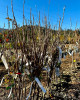 Ríbezľa čierna (Ribes nigrum) ´BONA´ Ríbezľa čierna (Ribes nigrum) ´BONA´