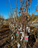 Čerešňa vtáčia (Prunus avium) ´TECHLOVAN´ Čerešňa vtáčia (Prunus avium) ´TECHLOVAN´