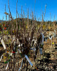 Ríbezľa červená (Ribes rubrum) ´JONKHEER VAN TETS´ Ríbezľa červená (Ribes rubrum) ´JONKHEER VAN TETS´