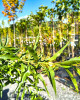 Mandľovník (Prunus dulcis) ´TEXAS´ Mandľovník (Prunus dulcis) ´TEXAS´