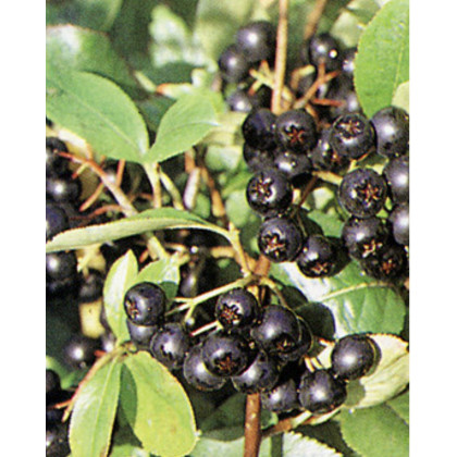 Arónia čerešňolistá (Aronia prunifolia) ´VIKING´ Arónia čerešňolistá (Aronia prunifolia) ´VIKING´
