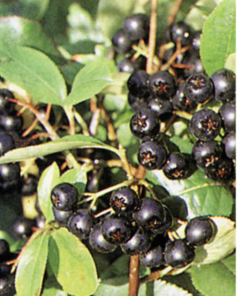 Arónia čerešňolistá (Aronia prunifolia) ´VIKING´ Arónia čerešňolistá (Aronia prunifolia) ´VIKING´