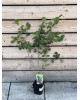 Arónia čerešňolistá (Aronia prunifolia) ´VIKING´
