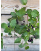 Arónia čerešňolistá (Aronia prunifolia) ´VIKING´