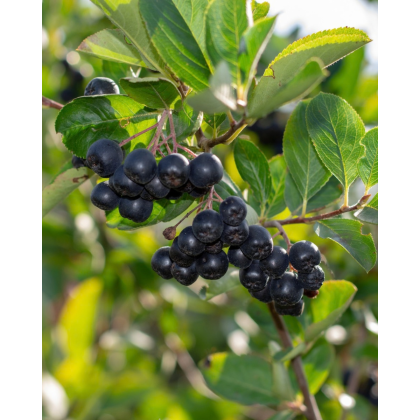 Arónia (Aronia melanocarpa) ´GALICIJANKA´ 