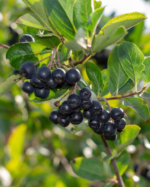 Arónia (Aronia melanocarpa) ´GALICIJANKA´ 