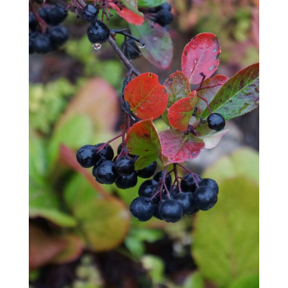 Arónia čiernoplodá (Aronia melanocarpa) ´HUGIN´ Arónia čiernoplodá (Aronia melanocarpa) ´HUGIN´