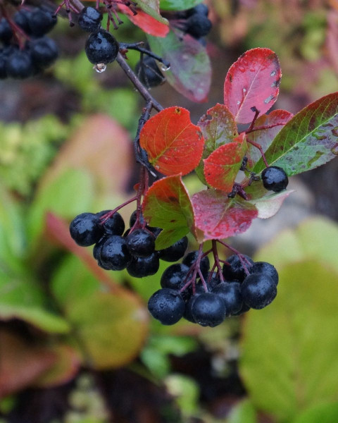 Arónia čiernoplodá (Aronia melanocarpa) ´HUGIN´ 