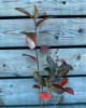 Arónia čiernoplodá (Aronia melanocarpa) ´HUGIN´ 