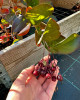 Arónia (Aronia melanocarpa) ´GALICIJANKA´ 