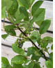 Arónia (Aronia melanocarpa) ´GALICIJANKA´ 
