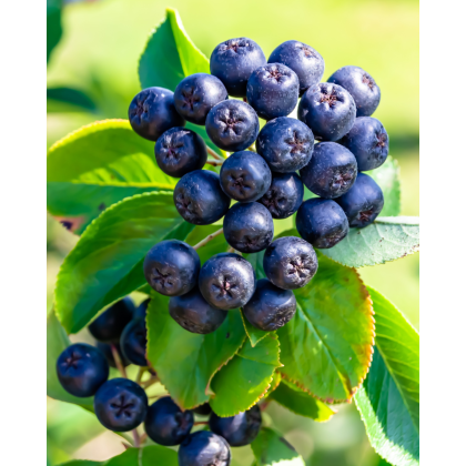 Arónia čerešňolistá (Aronia prunifolia) ´NERO´ Arónia čerešňolistá (Aronia prunifolia) ´NERO´