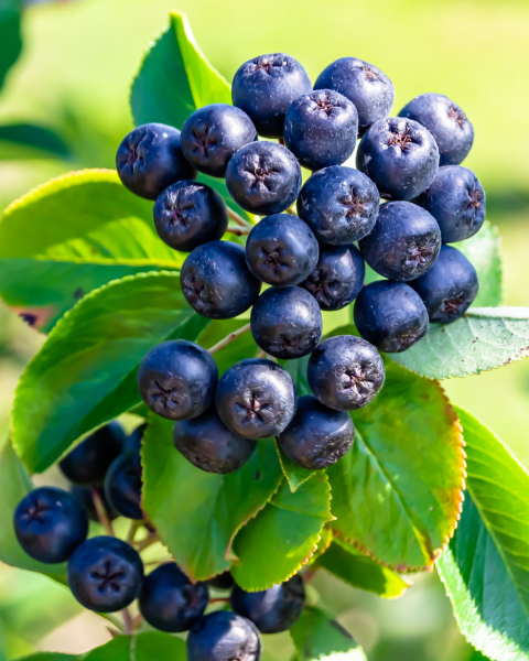 Arónia čerešňolistá (Aronia prunifolia) ´NERO´ Arónia čerešňolistá (Aronia prunifolia) ´NERO´
