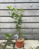 Arónia čerešňolistá (Aronia prunifolia) ´NERO´ Arónia čerešňolistá (Aronia prunifolia) ´NERO´