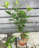 Arónia čerešňolistá (Aronia prunifolia) ´NERO´ Arónia čerešňolistá (Aronia prunifolia) ´NERO´