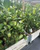 Arónia čerešňolistá (Aronia prunifolia) ´NERO´ Arónia čerešňolistá (Aronia prunifolia) ´NERO´