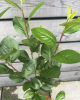 Arónia čerešňolistá (Aronia prunifolia) ´NERO´ Arónia čerešňolistá (Aronia prunifolia) ´NERO´