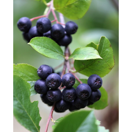 Arónia čiernoplodá (Aronia melanocarpa) ´RUBINA´® Arónia čiernoplodá (Aronia melanocarpa) ´RUBINA´®