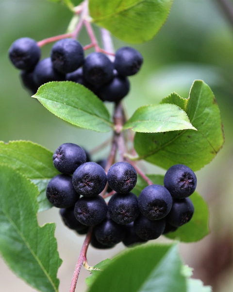 Arónia čiernoplodá (Aronia melanocarpa) ´RUBINA´® Arónia čiernoplodá (Aronia melanocarpa) ´RUBINA´®