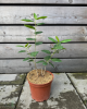 Arónia čiernoplodá (Aronia melanocarpa) ´RUBINA´® Arónia čiernoplodá (Aronia melanocarpa) ´RUBINA´®
