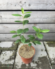 Arónia čiernoplodá (Aronia melanocarpa) ´RUBINA´® Arónia čiernoplodá (Aronia melanocarpa) ´RUBINA´®