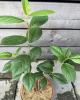 Arónia čiernoplodá (Aronia melanocarpa) ´RUBINA´® Arónia čiernoplodá (Aronia melanocarpa) ´RUBINA´®