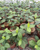 Arónia čiernoplodá (Aronia melanocarpa) ´RUBINA´® Arónia čiernoplodá (Aronia melanocarpa) ´RUBINA´®
