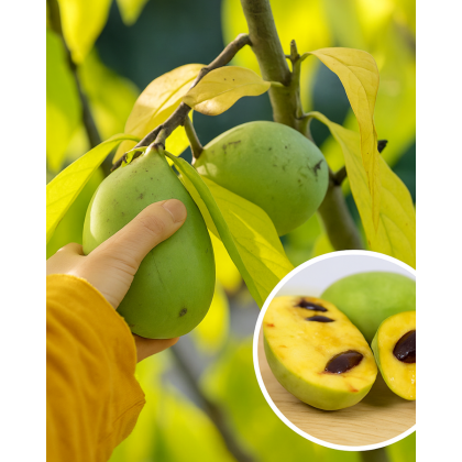 Asimina trojlaločná - Banán severu PAW PAW (Asimina triloba) 