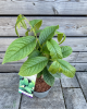 Ásimina trojlaločná - Banán severu PAW PAW (Asimina triloba) ´REBECCA´ Ásimina trojlaločná - Banán severu PAW PAW (Asimina triloba) ´REBECCA´