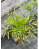 Baza čierna (Sambucus Nigra) ´SERENADE ´®