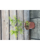 Baza čierna (Sambucus Nigra) ´SERENADE ´®