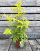 Baza červená (Sambucus racemosa) ´SUTHERLAND GOLD´