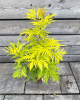 Baza červená (Sambucus racemosa) ´SUTHERLAND GOLD´