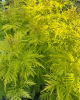 Baza červená (Sambucus racemosa) ´SUTHERLAND GOLD´