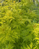 Baza červená (Sambucus racemosa) ´SUTHERLAND GOLD´