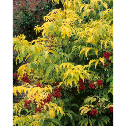 Baza červená (Sambucus racemosa) ´SUTHERLAND GOLD´ Baza červená (Sambucus racemosa) ´SUTHERLAND GOLD´