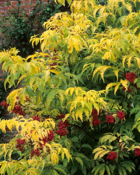Baza červená (Sambucus racemosa) ´SUTHERLAND GOLD´ Baza červená (Sambucus racemosa) ´SUTHERLAND GOLD´