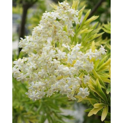 Baza čierna (Sambucus Nigra) ´SERENADE ´® Baza čierna (Sambucus Nigra) ´SERENADE ´®