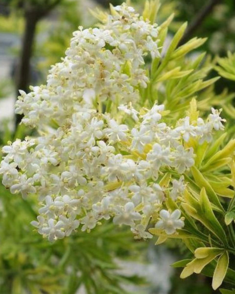 Baza čierna (Sambucus Nigra) ´SERENADE ´® Baza čierna (Sambucus Nigra) ´SERENADE ´®