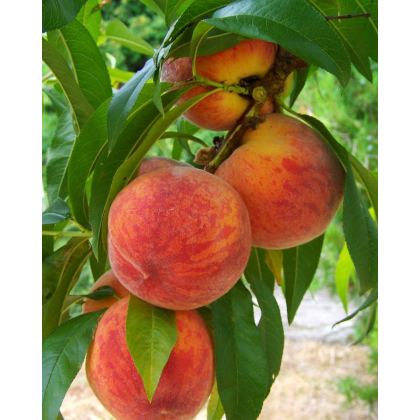 Broskyňa obyčajná (Prunus Persica) ´HARNAS´ Broskyňa obyčajná (Prunus Persica) ´HARNAS´
