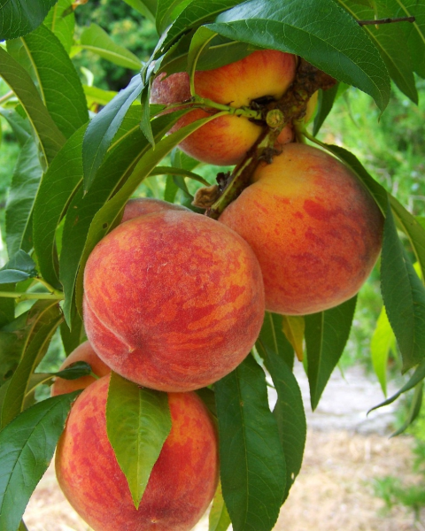Broskyňa obyčajná (Prunus Persica) ´HARNAS´ Broskyňa obyčajná (Prunus Persica) ´HARNAS´