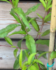 Nízkokmenná broskyňa stĺpovitá (Prunus persica) ´AIDA´