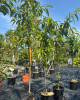 Nízkokmenná broskyňa stĺpovitá (Prunus persica) ´AIDA´