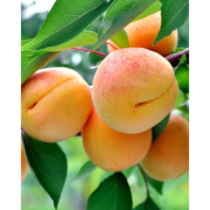 Mini marhuľa nízkokmenná (Prunus armeniaca nanum) ´BASHFUL´® Mini marhuľa nízkokmenná (Prunus armeniaca nanum) ´BASHFUL´®