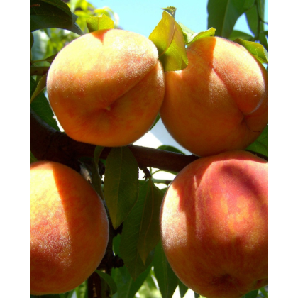 Broskyňa obyčajná (Prunus Persica) ´INKA´ Broskyňa obyčajná (Prunus Persica) ´INKA´
